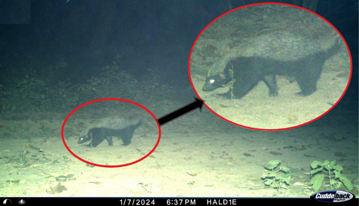 “Tras cotejar mejor, el animal se pudo identificar como un tejón de la miel (también conocido como ratel) gracias a sus características morfológicas como un cráneo más grande y el color de la pelambre”, dijeron los expertos. 