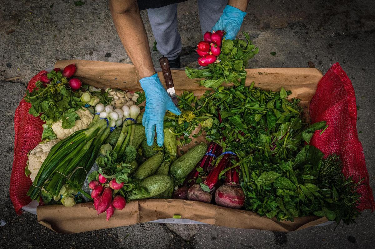 Manos de una vendedora de frutas y verduras, de nombre Margarita, proveniente del estado de Durango, en México. La fotografía es parte de un proyecto “Immigrant Life at Homestead’s Redland Market” del fotógrafo venezolano Carlos “Cali” Muñoz, quien recientemente ganó la beca de Fotografía 2023 del Centro de Fotografía del Museo HistoryMiami para fotógrafos documentales locales emergentes