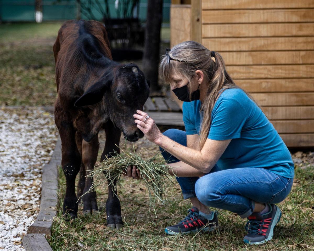Tammy Florence, una de las maestras del programa Agrociencia en la Escuela Intermedia Palm Springs en Hialeah, ofrece heno a un toro joven llamado “Hershey” en “La Finka”. El ternero es tratado en la escuela, donde le enseñan a los jóvenes como atender a los animales de granja