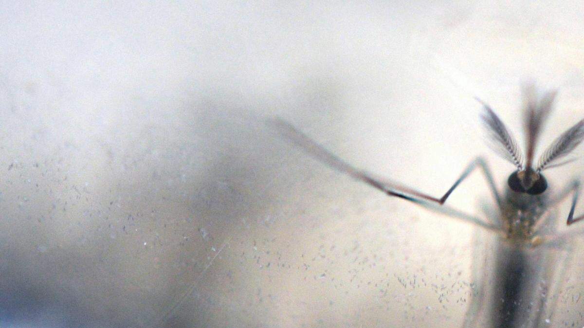 Foto de archivo. El mosquito Aedes aegypti, transmisor del virus del Zika, está presente en unos 30 estados de EEUU. 