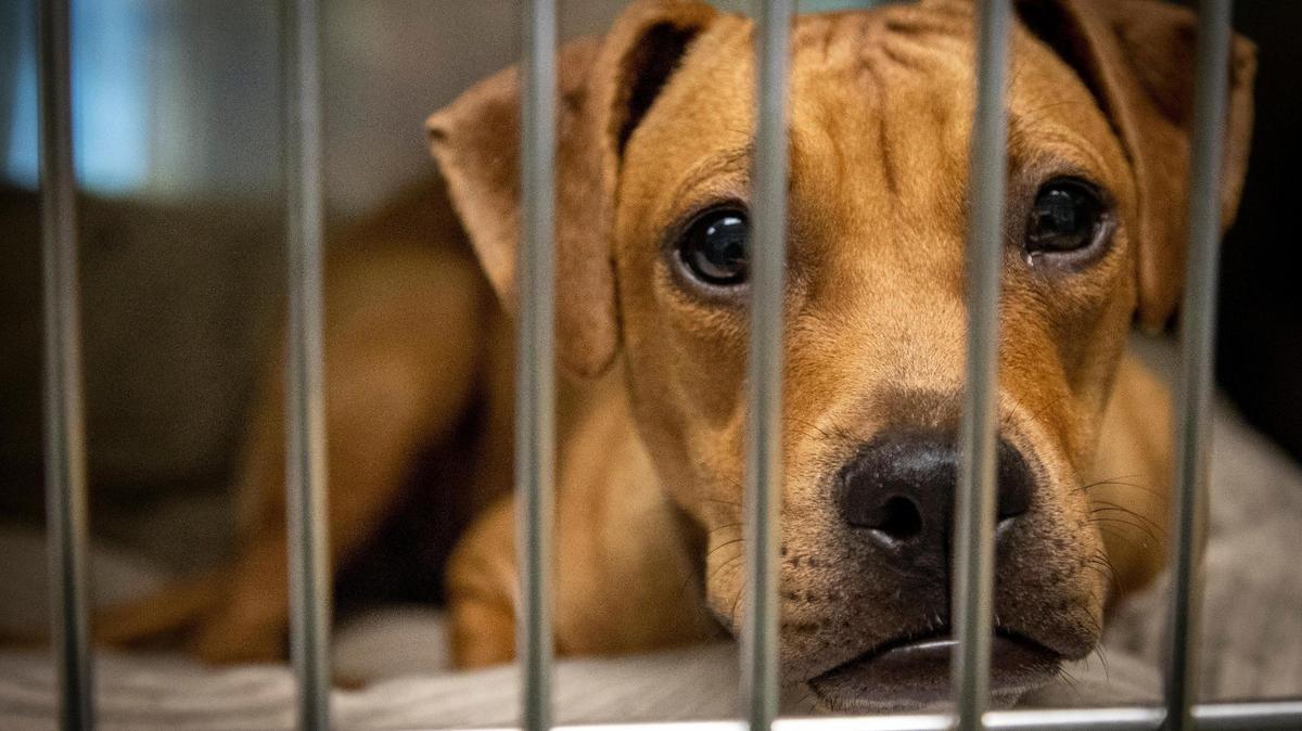 Un perro joven en su jaula espera ser adoptado en el Refugio de Animales de Miami-Dade en Doral el 23 de noviembre de 2021.