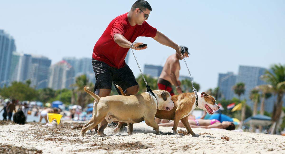 El Día Nacional del Perro es una buena oportunidad para llevar a tu mejor amigo a la playa o a los parques.