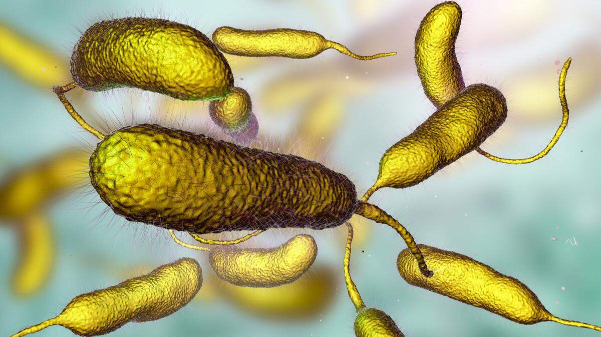 Cases of Vibrio vulnificus in Florida are lower this year, but the dangerous bacteria still poses risks. Find out how to reduce exposure and stay protected.