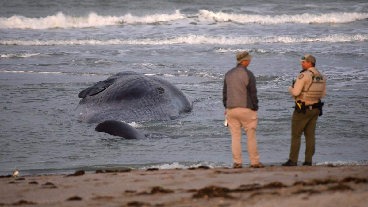 Dos agentes de la Comisión de Conservación de Pesca y Vida Silvestre de Florida vigilan el lugar donde murió una ballena después que quedó varada en una playa de Venice, Florida, el lunes 11 de marzo de 2024.