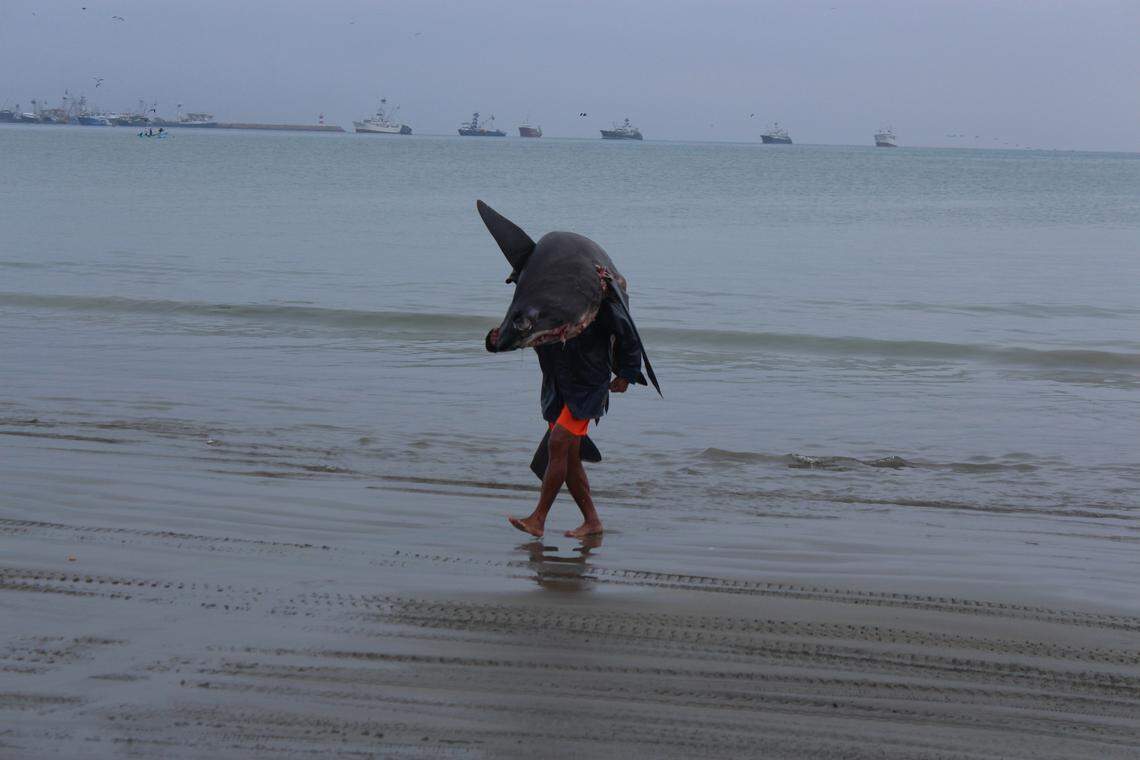 Un pescador carga su captura en Manta, Ecuador, en un lugar llamado Playita Mía, donde los interesados van a comprar aletas de tiburón para compañías exportadoras que las envían a Asia.