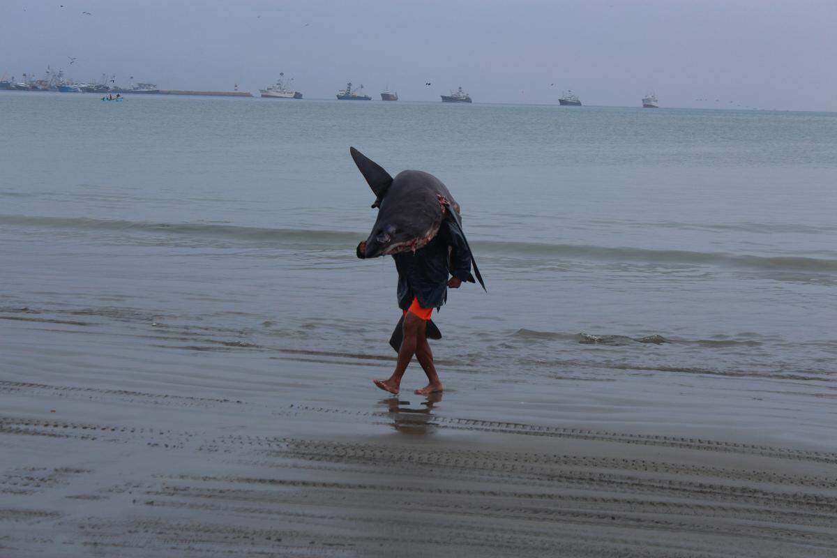 Un pescador carga su captura en Manta, Ecuador, en un lugar llamado Playita Mía, donde los interesados van a comprar aletas de tiburón para compañías exportadoras que las envían a Asia.
