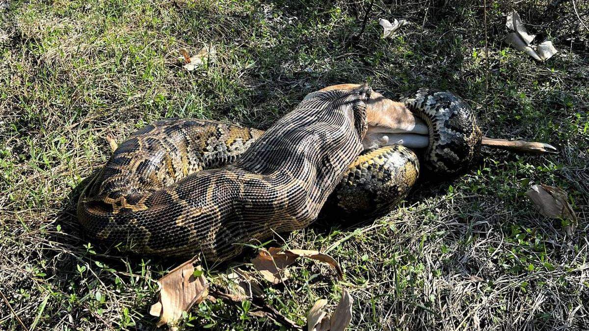 Una pitón birmana de 15 pies fue captada tragándose un venado de “gran tamaño”.