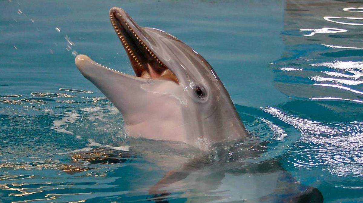 Winter, who inspired the 2011 movie “Dolphin Tale,” died Nov. 11 at Clearwater Marine Aquarium in Florida.