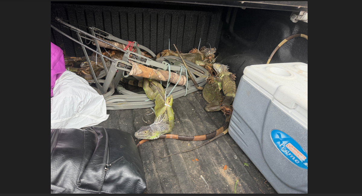 La Patrulla de Caminos de la Florida difundió esta fotografía de iguanas apiladas en la caja de una camioneta con destino a Carolina del Norte.