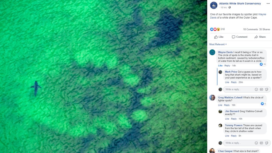 ¿Cuál es el extraño objeto circular debajo de este tiburón en Cape Cod? Se plantean preguntas después de que la foto fue publicada en Facebook