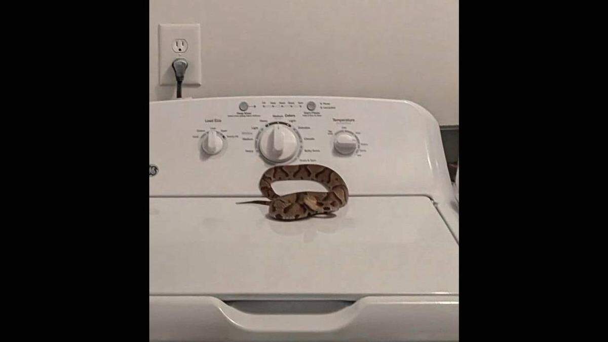 Hombre que lavaba en su casa de Chester, Virginia, encuentra a peligrosa serpiente cabeza de cobre mirándolo con mala cara.