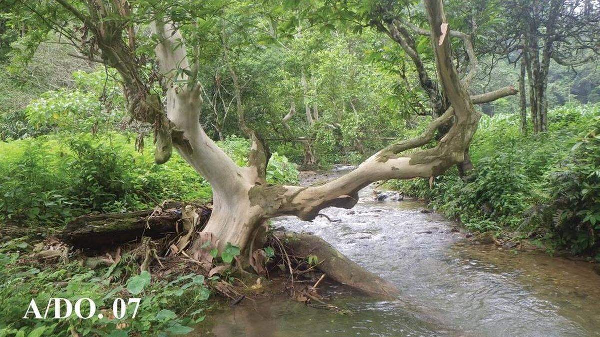 Científicos descubren una criatura de río con boca “regordeta” y “grandes” orificios nasales: es una nueva especie.