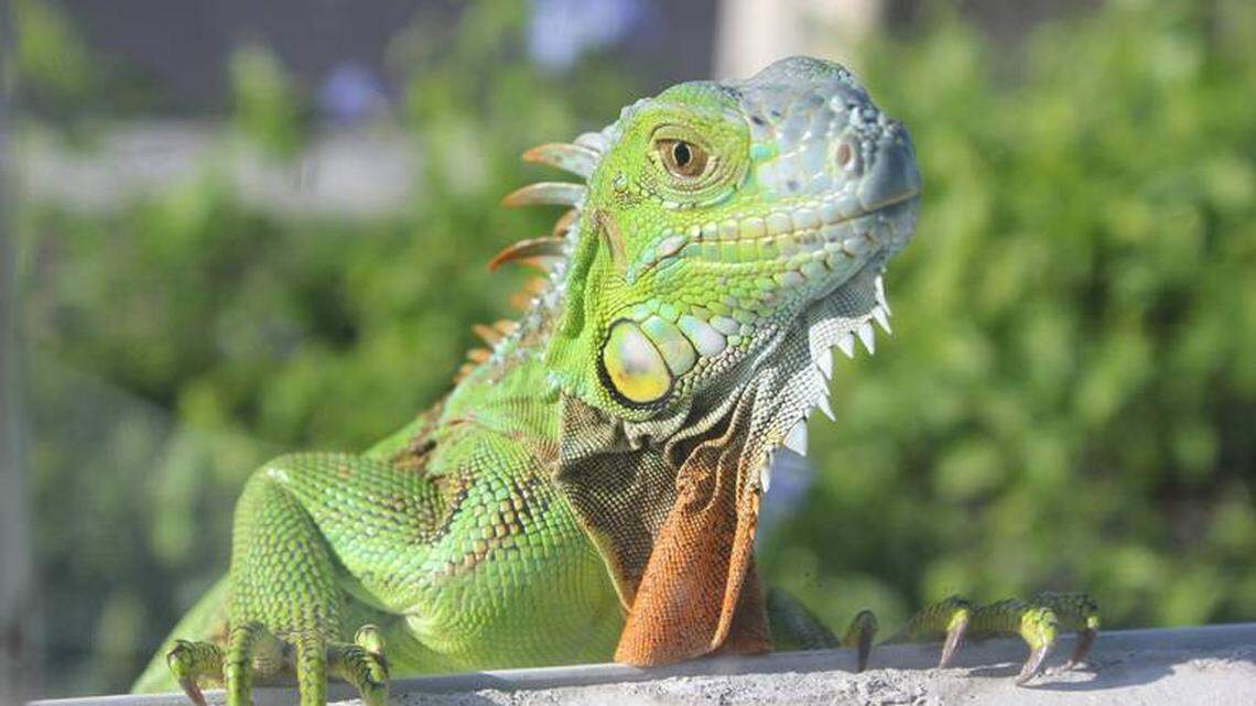 Green iguanas are among 16 species included in the prohibited list by the Florida Fish and Wildlife Conservation Commission