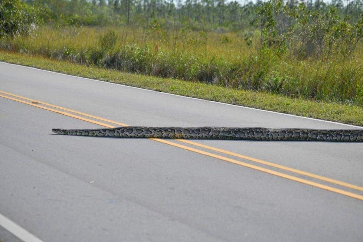 Foto de la pitón extendida a lo largo de Main Park Road en los Everglades. Su cuerpo lleno de bultos puede ser una señal de que estaba lleno de huevos. Tippy Prescott/IG @tippyprescott