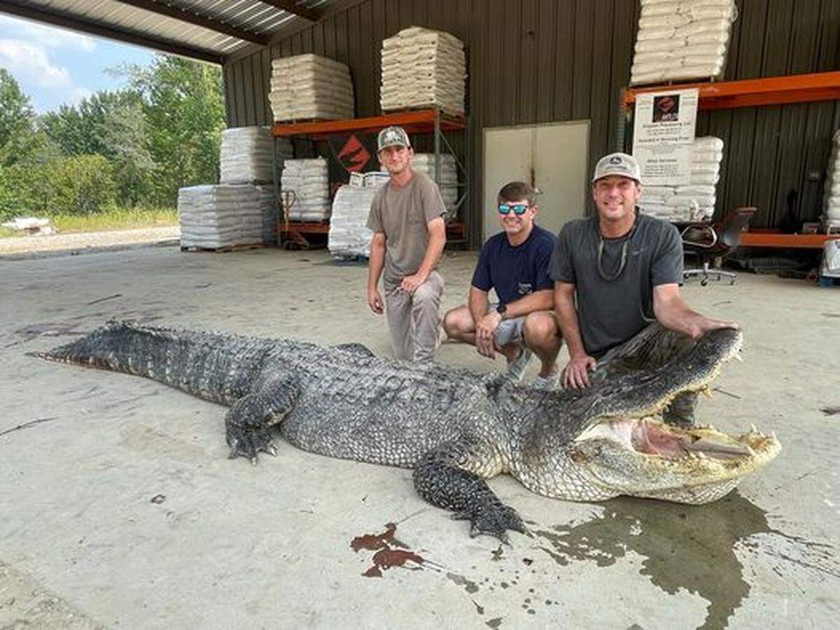 Cocodrilo capturado en río de Mississippi implanta nuevo récord estatal.