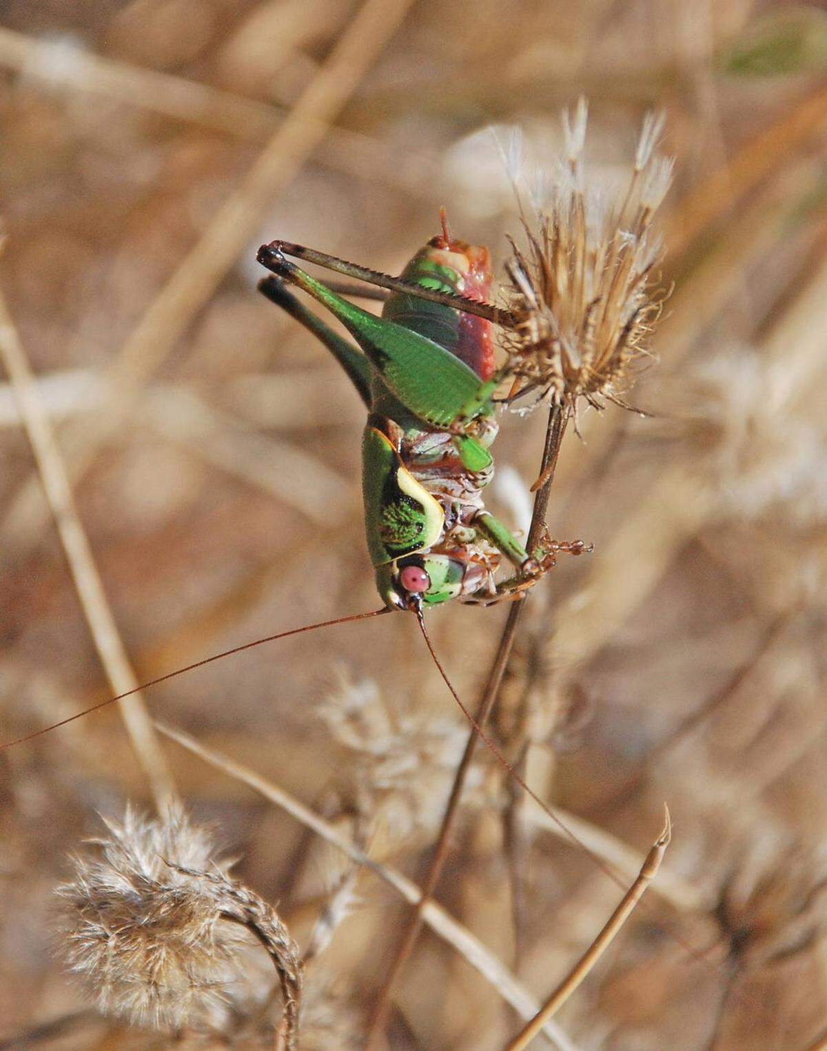 Una eupholidoptera kekrops, o grillo de cecrops.