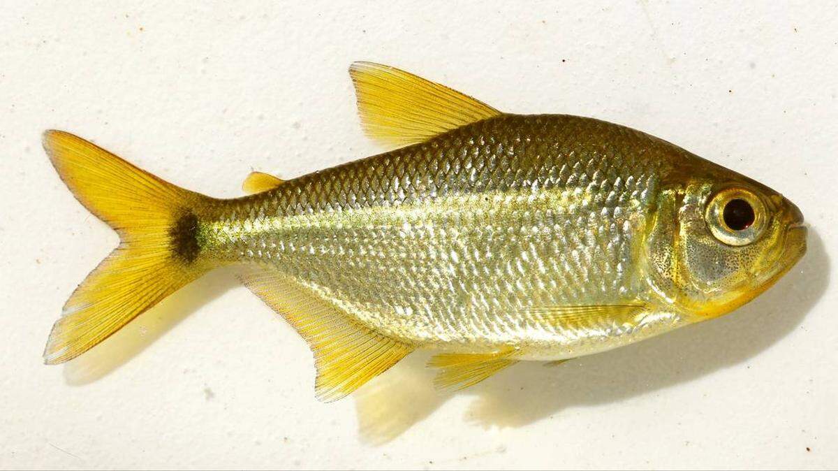 La moenkhausia guaruba fue bautizada por sus aletas “de un amarillo intenso”, dijeron los científicos.