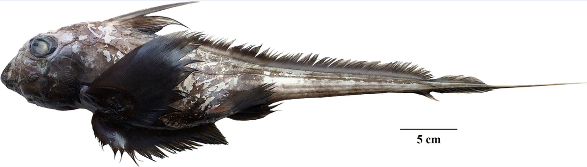 La nueva especie: chimaera supapae, o quimérico andamán de hocico corto.