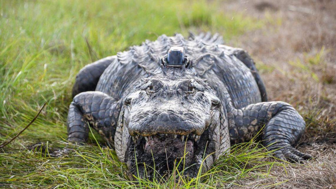 Louisiana officials caught a 12-foot, 500-pound alligator suspected of attacking and killing a man in floodwaters caused by Hurricane Ida. The gator that was caught is not the one shown in this photo.