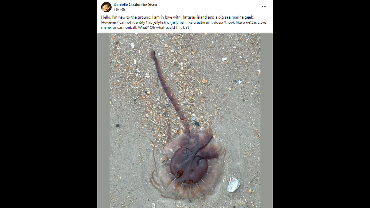 Danielle Coulombe Sisco, residente de Vermont, encontró una extraña criatura durante una reciente visita a los Outer Banks y le resultó lo suficiente interesante como para colgar una foto en el grupo de Facebook Hatteras Island.