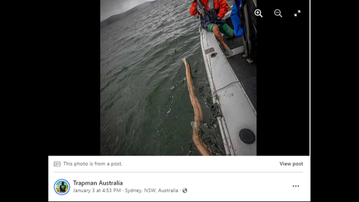 La criatura similar a una serpiente parece ser un tipo de anguila de gran tamaño. En una foto, la bestia parece tener casi el mismo tamaño que el bote.