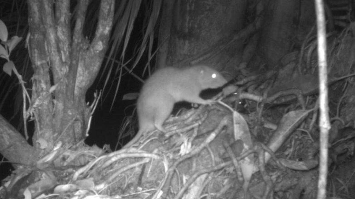 La rata gigante Vangunu es la primera nueva especie de roedor descrita en las Islas Salomón en más de 80 años. DR TYRONE LAVERY. 23/11/2023