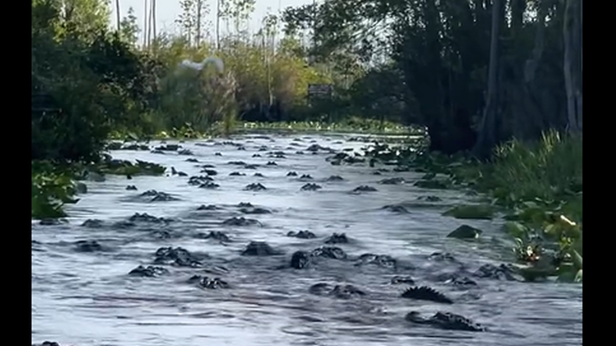 ‘Hay caimanes por todas partes’. Expertos investigan una misteriosa reunión de reptiles en canal de Georgia.