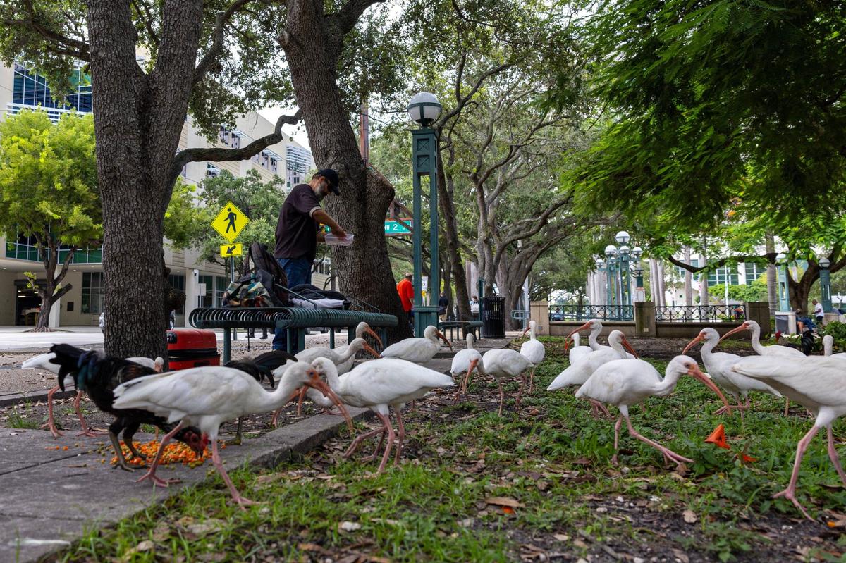 Un hombre sin hogar alimenta a las gallinas y a los ibis en West Grounds en el Centro Gubernamental Stephen P. Clark el jueves 12 de septiembre de 2024 en Miami, Florida.