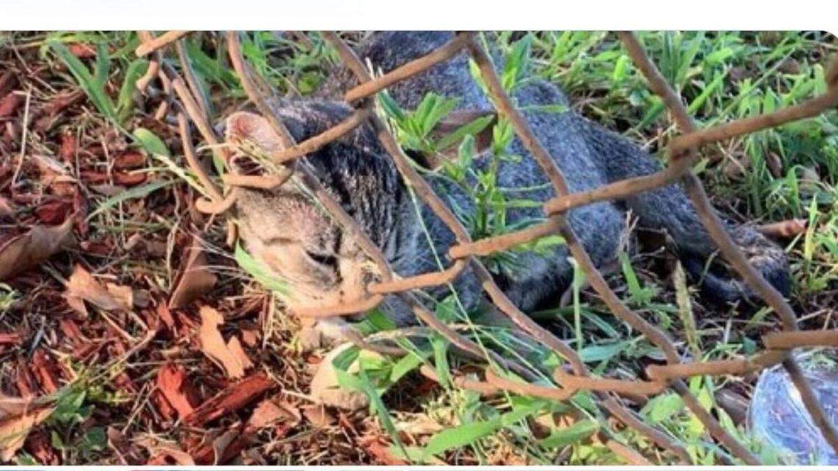 Un hombre que caminaba por un parque de la Florida, vio “algo” atrapado en una cerca. Resultó que era una gatica.