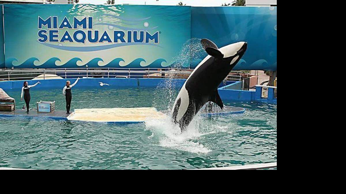 Durante mucho tiempo los activistas han venido diciendo que con 20 pies de profundidad, el tanque donde vive Lolita es demasiado pequeño  y le hace falta sombra.  WALTER MICHOT-MIAMI HERALD
