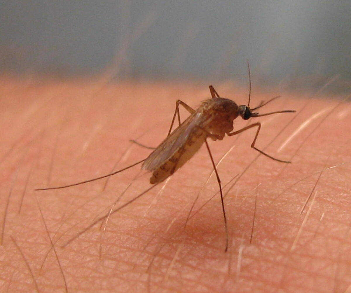 Las lluvias de primavera, las sequías del verano y el calor han creado las condiciones ideales para que los mosquitos se diseminaran, portando el virus del Nilo, en Colorado, el año pasado. En 2021 se registraron 101 casos, y hubo 11 muertes a causa del virus, la cifra más alta en 18 años.