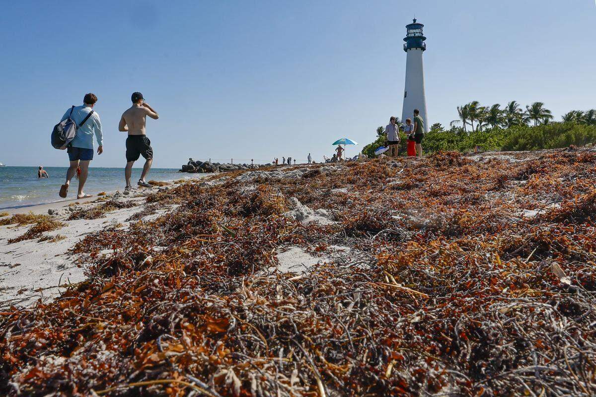 Sargazo fresco y seco se mezcla en la orilla de la playa del Parque Estatal Bill Baggs Cape Florida.