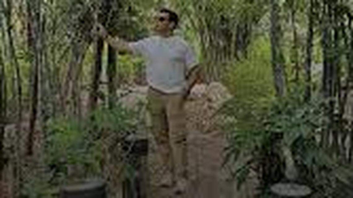 Cómo la IA nos entrena en la flexibilidad del líder bambú