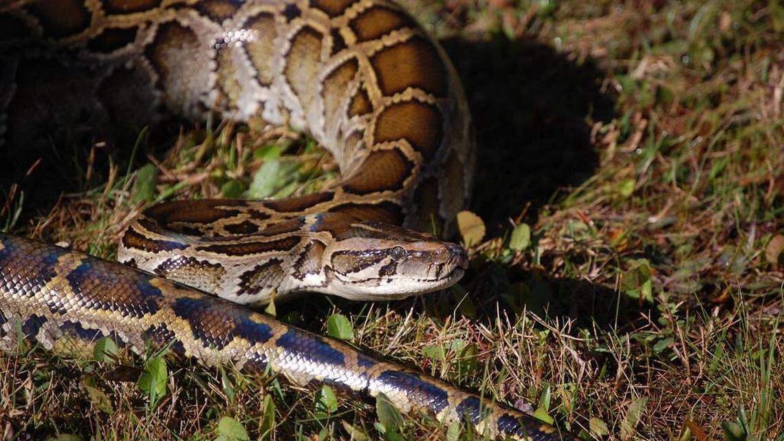 Can Florida’s cold snap kill invasive pythons and iguanas? Here’s what experts say