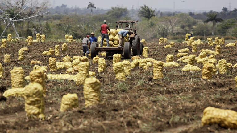 Mientras los cubanos no ven ni papas, Cuba prueba un ‘fertilizante revolucionario’ en Alemania