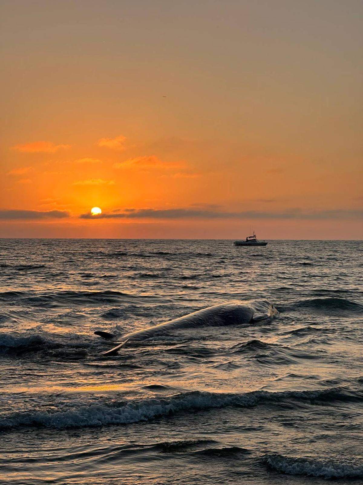 Encuentran varada a ballena de 40 pies en playa del sur de California. 