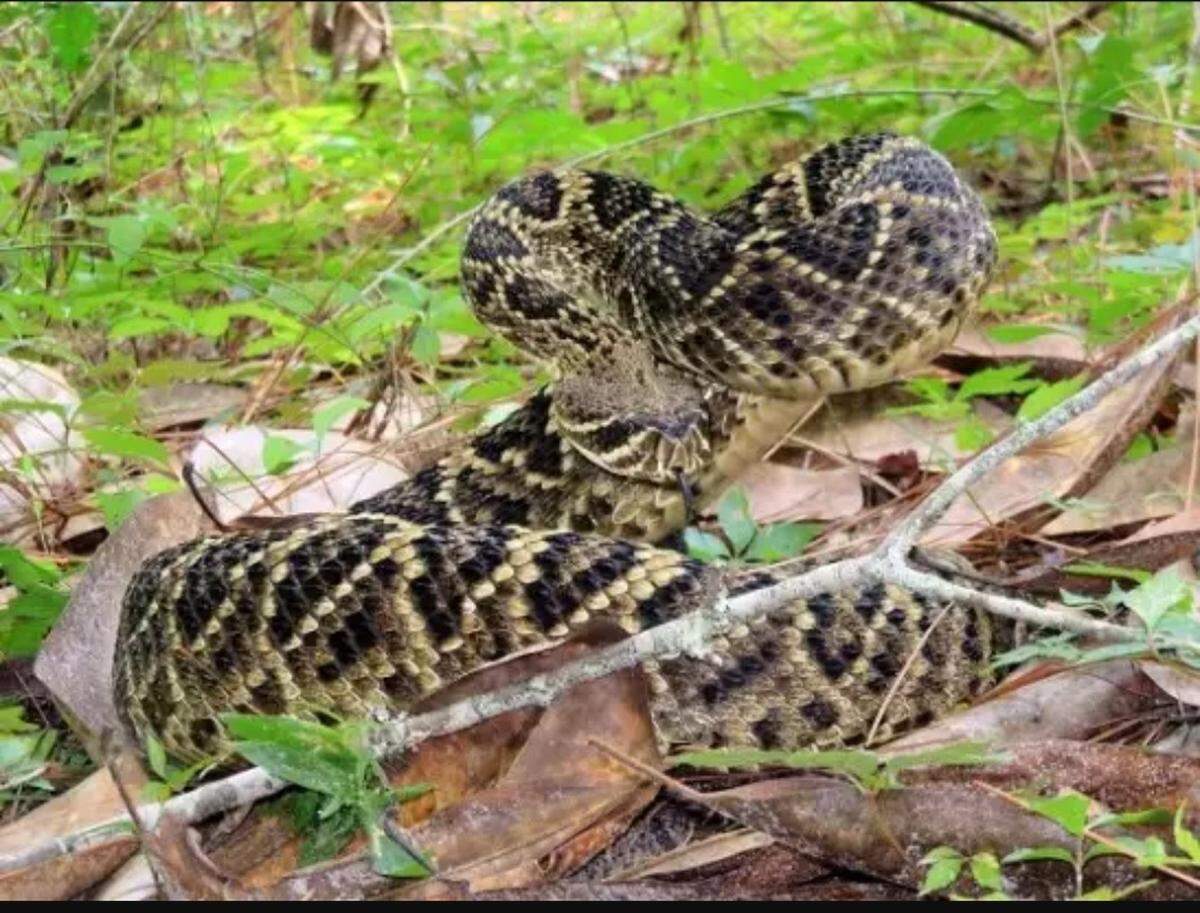 Una enorme y peligrosa serpiente de cascabel diamantina oriental fue capturada en los arbustos cercanos a una casa en el suroeste de la Florida el 1 de septiembre de 2022.