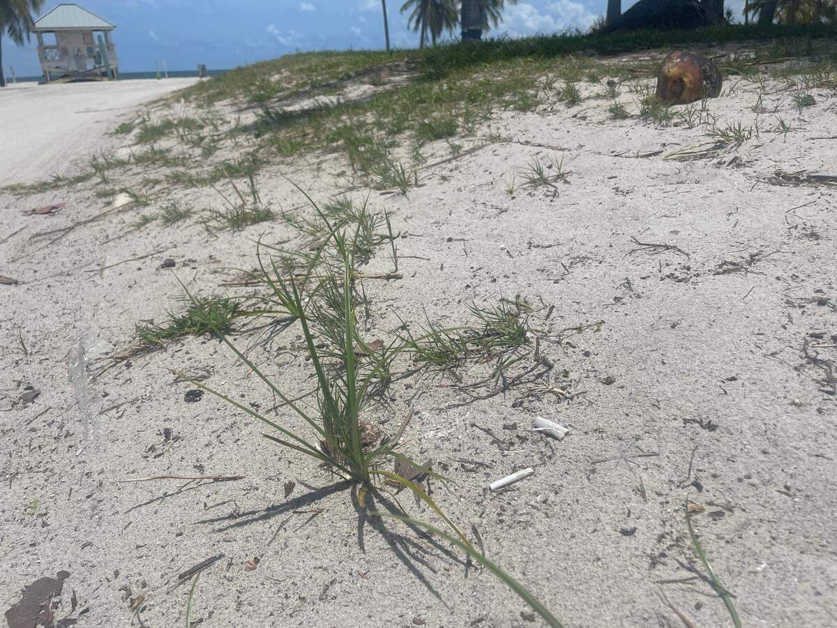 Colillas de cigarrillos abandonadas en la playa de Crandon Park el miércoles 21 de junio de 2023, día en que la Comisión del Condado Miami-Dade aprobó una ordenanza que prohíbe fumar en las playas del condado.