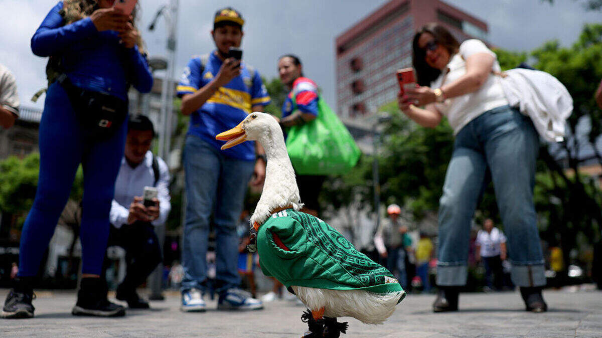 Merlín es un pato de dos años que acaparó la atención de México cuando apareció en la calle con la camiseta de la selección junto a su dueña, una vendedora ambulante.