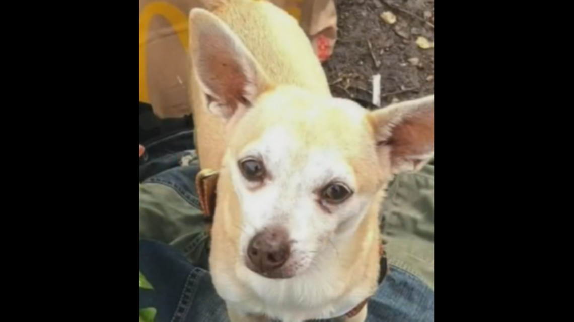 Milagro de Navidad en Miami: hombre desamparado recupera su perrito | Opinión