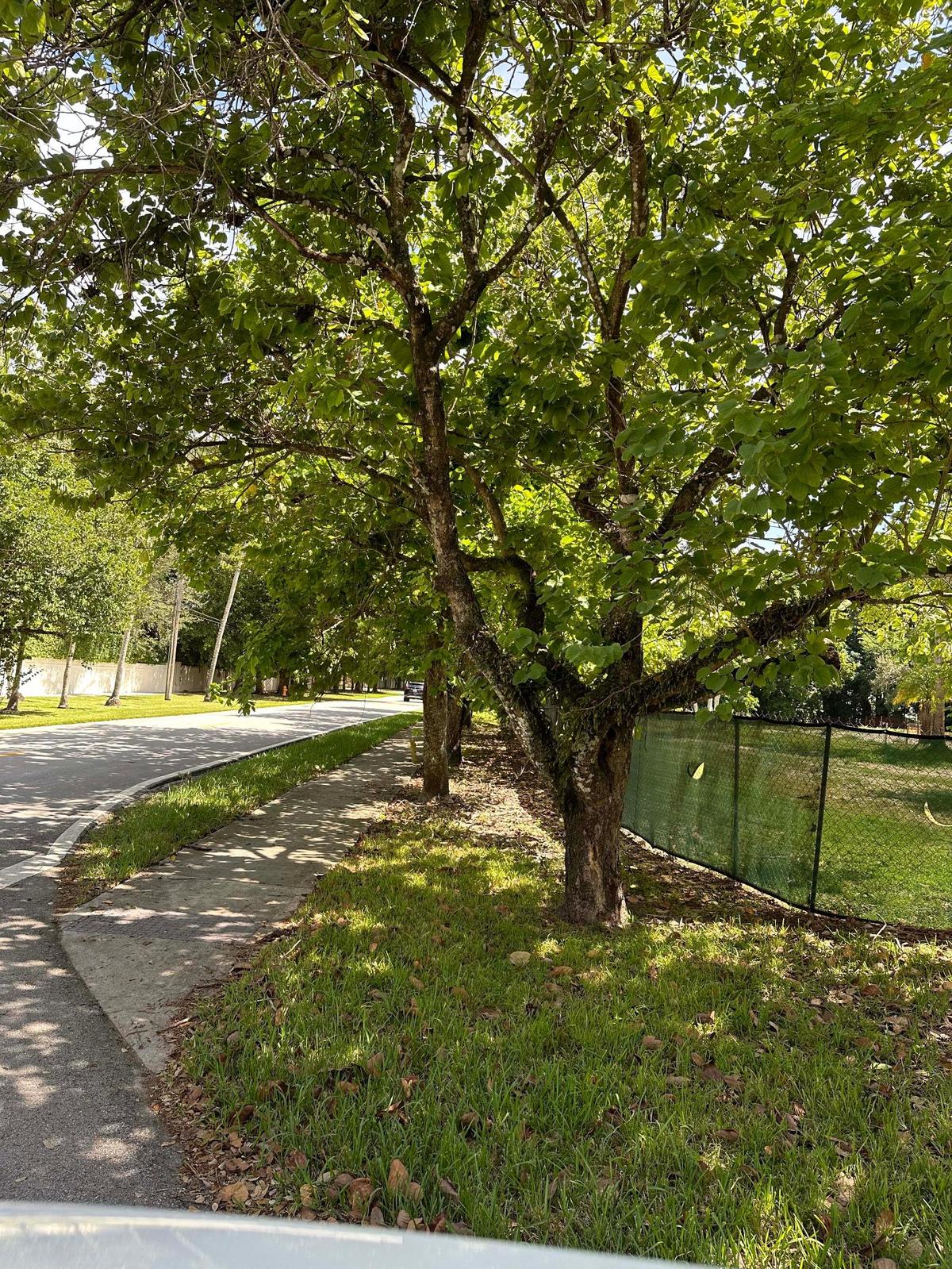 Vecinos de Pinecrest se oponen a un plan para construir una vía para bicicletas en la calle 88, Kendall Drive, que talaría entre 60 y 100 árboles. Ellos consideran que el camino afectará el valor de sus propiedades, a la vez que representa un peligro al disminuir la visibilidad para incorporarse al tráfico.