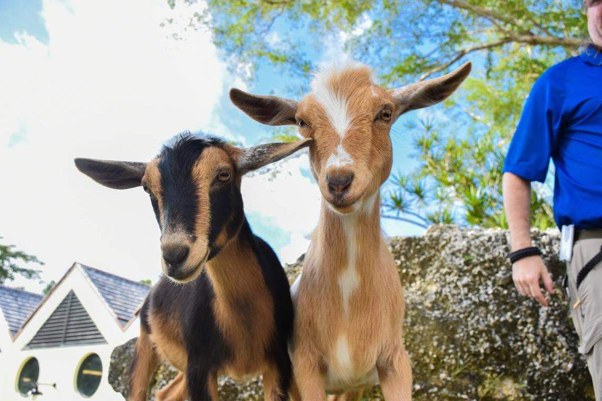 El pequeño zoológico de Pinecrest Gardens cuenta con cabras y una vaca.