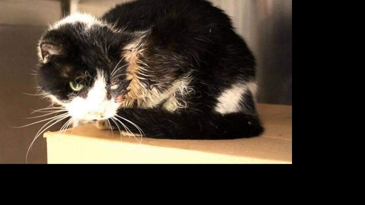El gato tenía rota la mandíbula, un ojo perforado y la cara destrozada, y aunque deshidratado y hambriento, estaba vivo. 