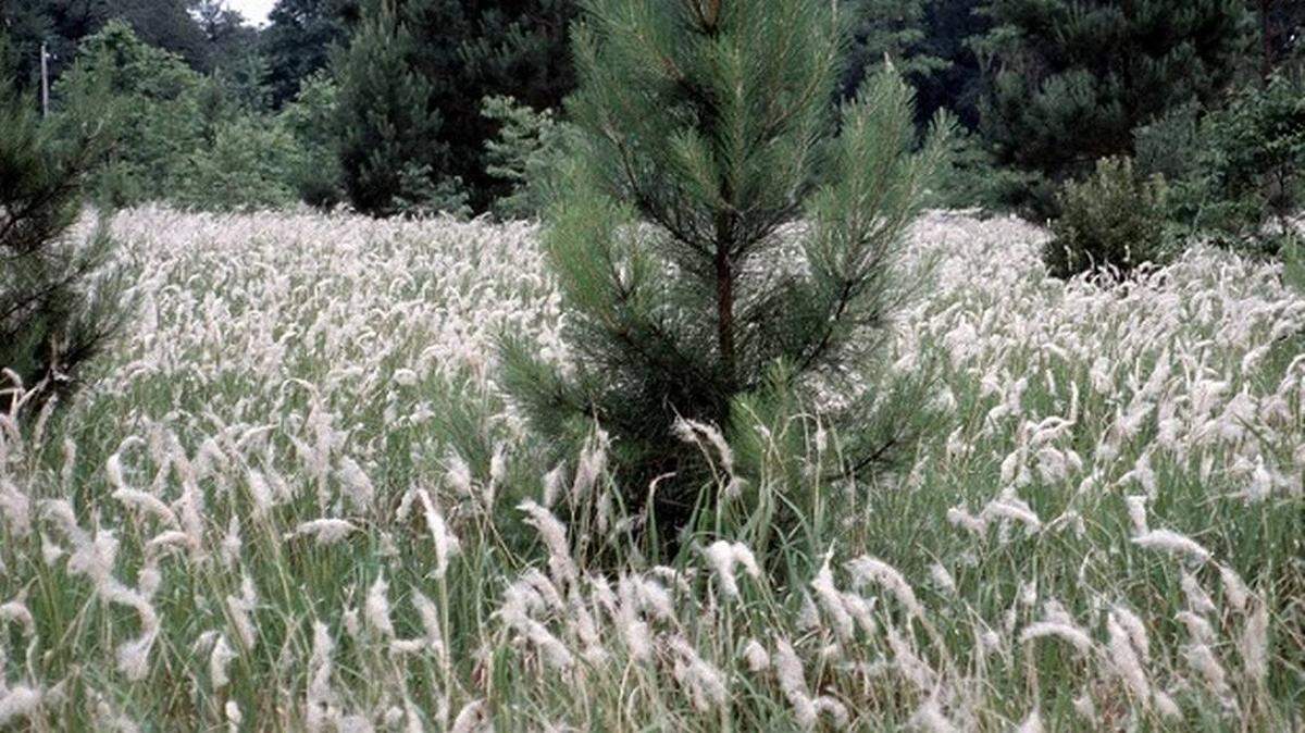 Por lo menos 33 compañías en 17 estados siguen vendiendo la planta tóxica cogongrass, concluyó un nuevo estudio que realizó la Universidad de Massachusetts Amherst.