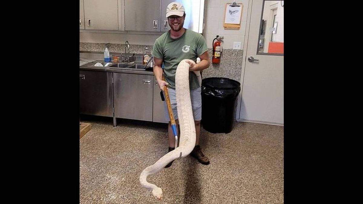 Una de las serpientes de cascabel más grandes del mundo vive en el Orianne Center For Indigo Conservation, una instalación de la Florida. Su foto se colgó y compartió hace algunos días en Facebook.