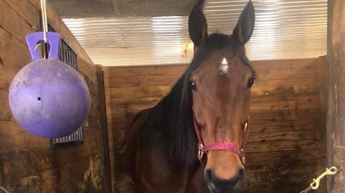 Una de las fotos de los caballos robados que compartió la oficina del sheriff del condado de Volusia en redes sociales. La investigación condujo al arresto de un inmigrante cubano en Hialeah.
