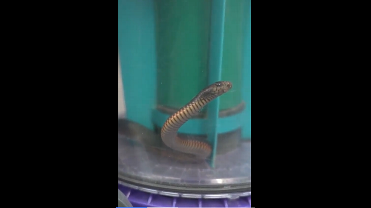 La joven serpiente seguía espiando desde la aspiradora a todos. Sobrevivió y resultó ilesa.