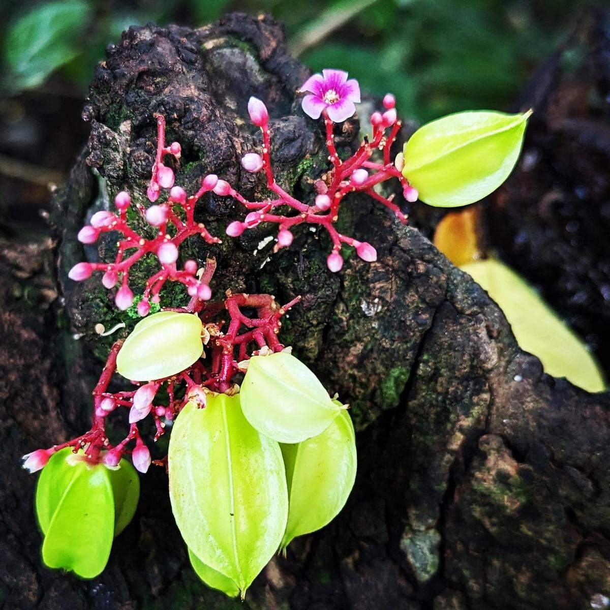 En The Kampong, hay muchas plantas de coliflor, que florecen y dan fruto directamente de los troncos en lugar de los tallos, pero estas carambolas de temporada son unas de las más vistosas.