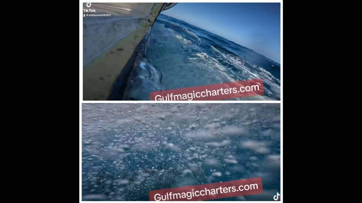 Avistan a gigantesca criatura marina con más de 3,000 dientes cerca de la costa de Texas.