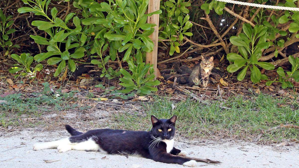 Las autoridades sanitarias del Condado Broward emitieron una alerta de rabia luego de que un gato callejero resultó positivo el 19 de julio de 2022.